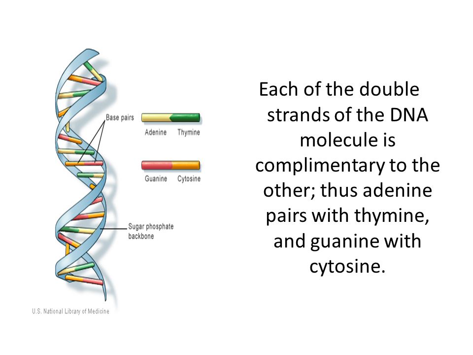 Each of the double strands of the DNA molecule is complimentary to the other; thus adenine pairs with thymine, and guanine with cytosine.