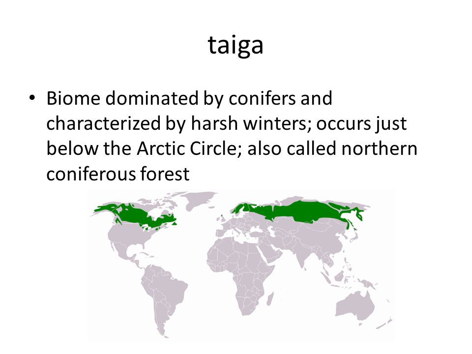 taiga Biome dominated by conifers and characterized by harsh winters; occurs just below the Arctic Circle; also called northern coniferous forest.