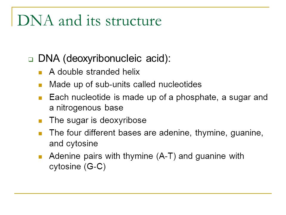 DNA and its structure DNA (deoxyribonucleic acid):