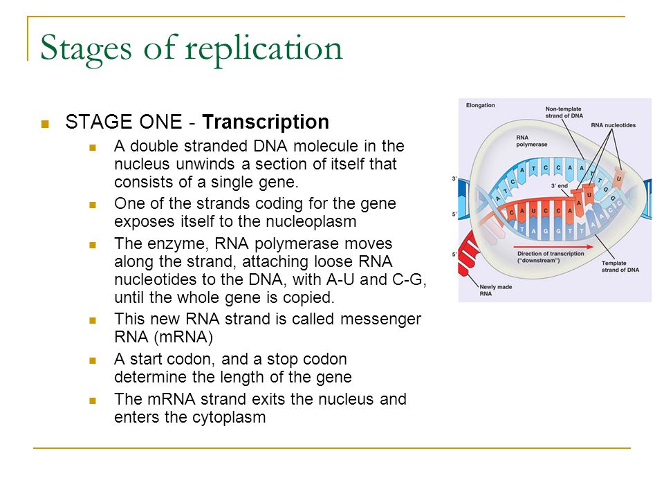 Stages of replication STAGE ONE - Transcription
