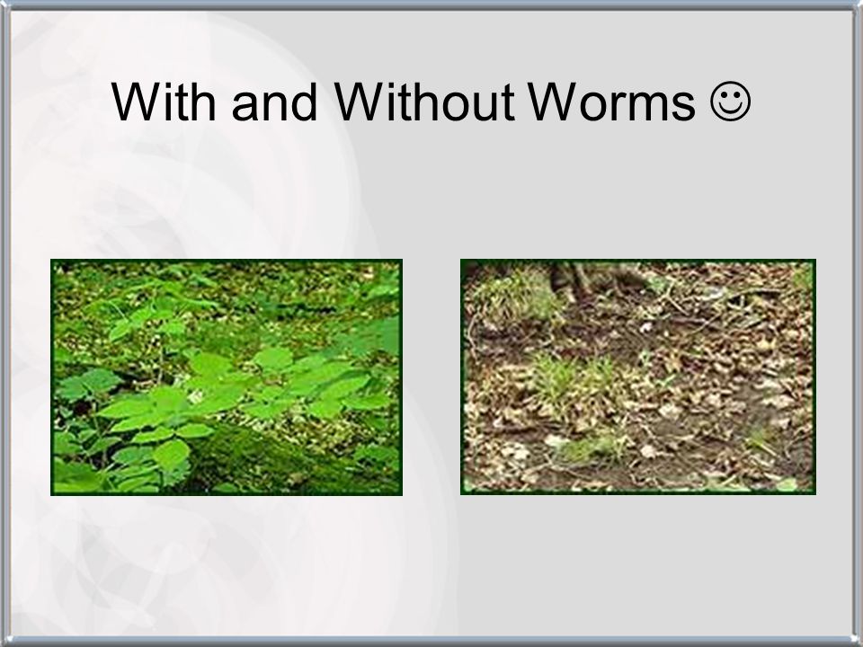 With and Without Worms 