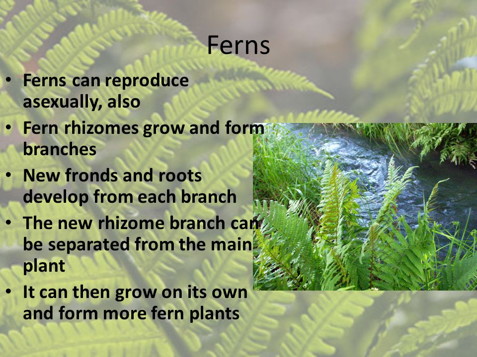 Ferns Ferns can reproduce asexually, also