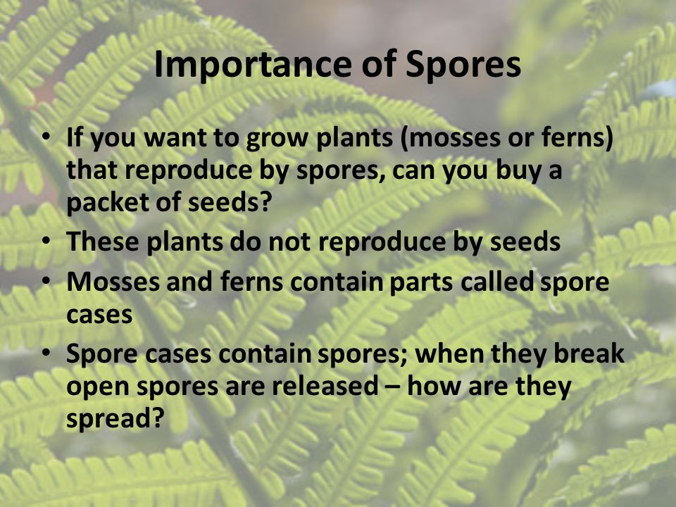 Importance of Spores If you want to grow plants (mosses or ferns) that reproduce by spores, can you buy a packet of seeds