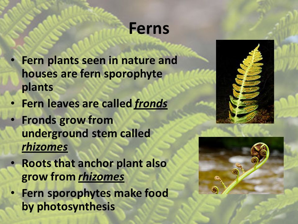 Ferns Fern plants seen in nature and houses are fern sporophyte plants