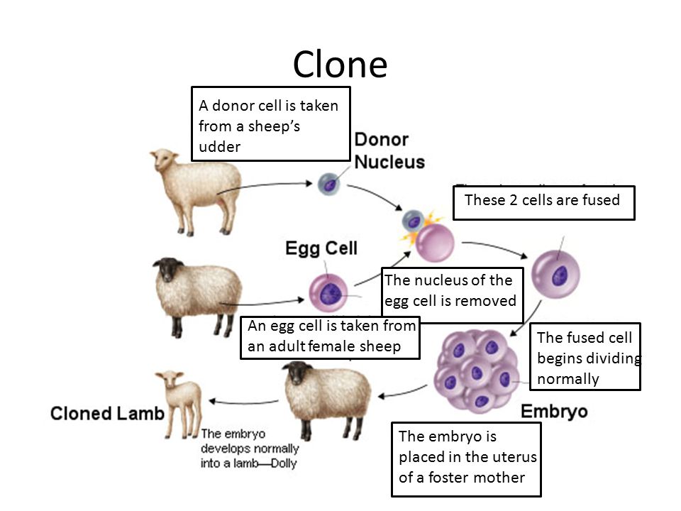 Clone A donor cell is taken from a sheep’s udder