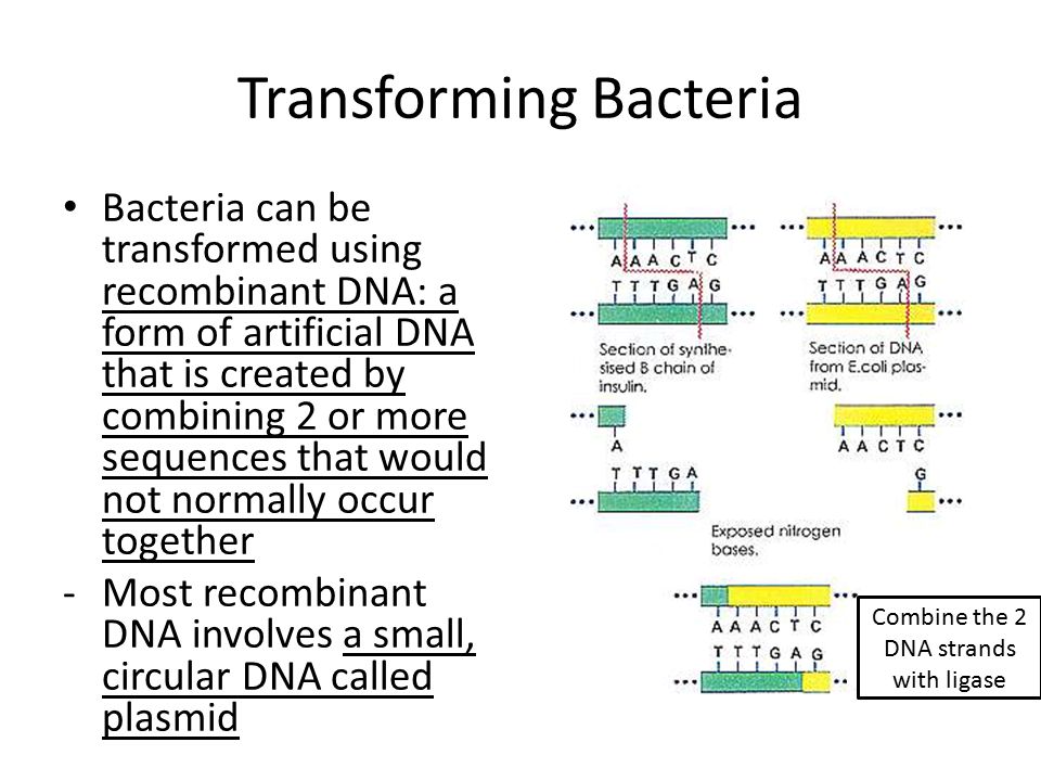 Transforming Bacteria