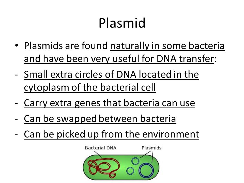 Plasmid Plasmids are found naturally in some bacteria and have been very useful for DNA transfer:
