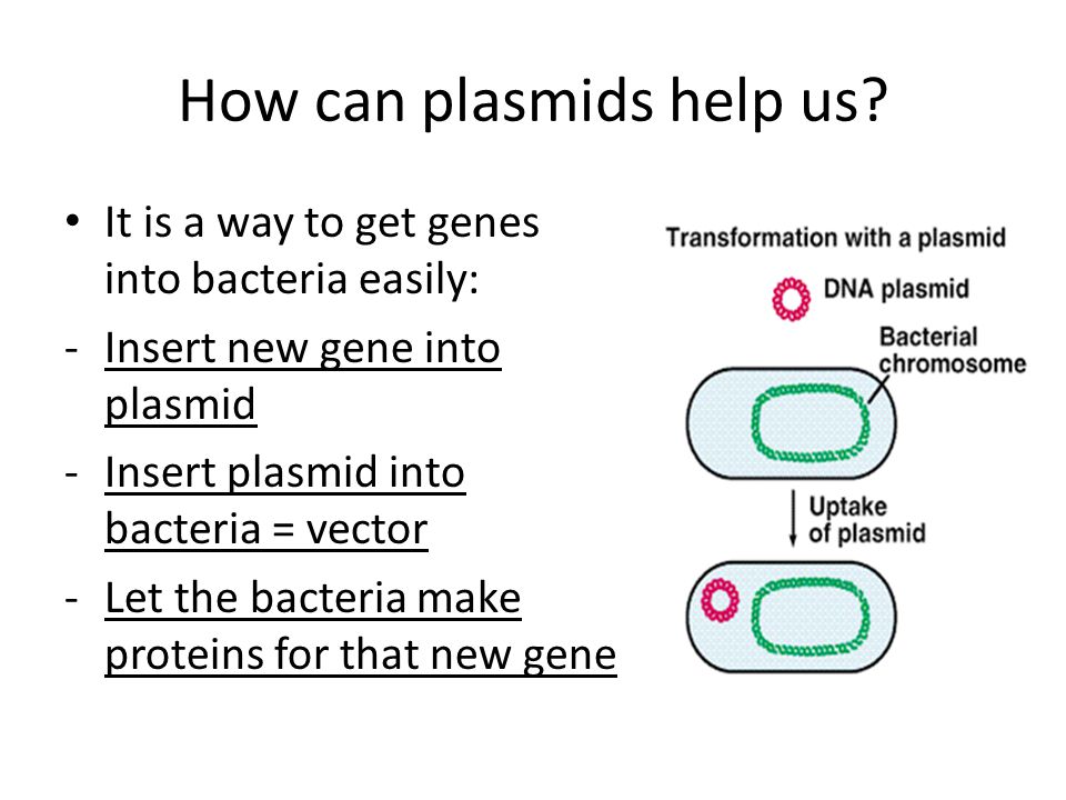 How can plasmids help us
