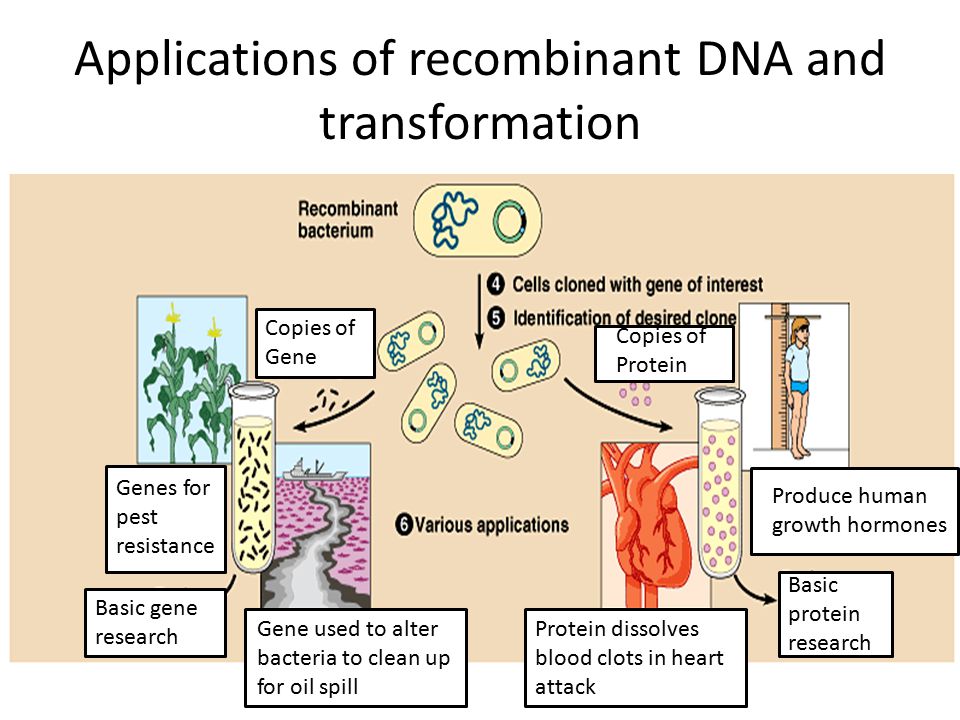Applications of recombinant DNA and transformation
