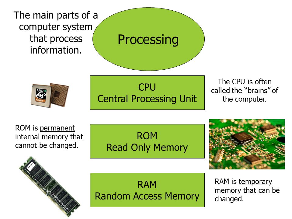 The main parts of a computer system that process information.