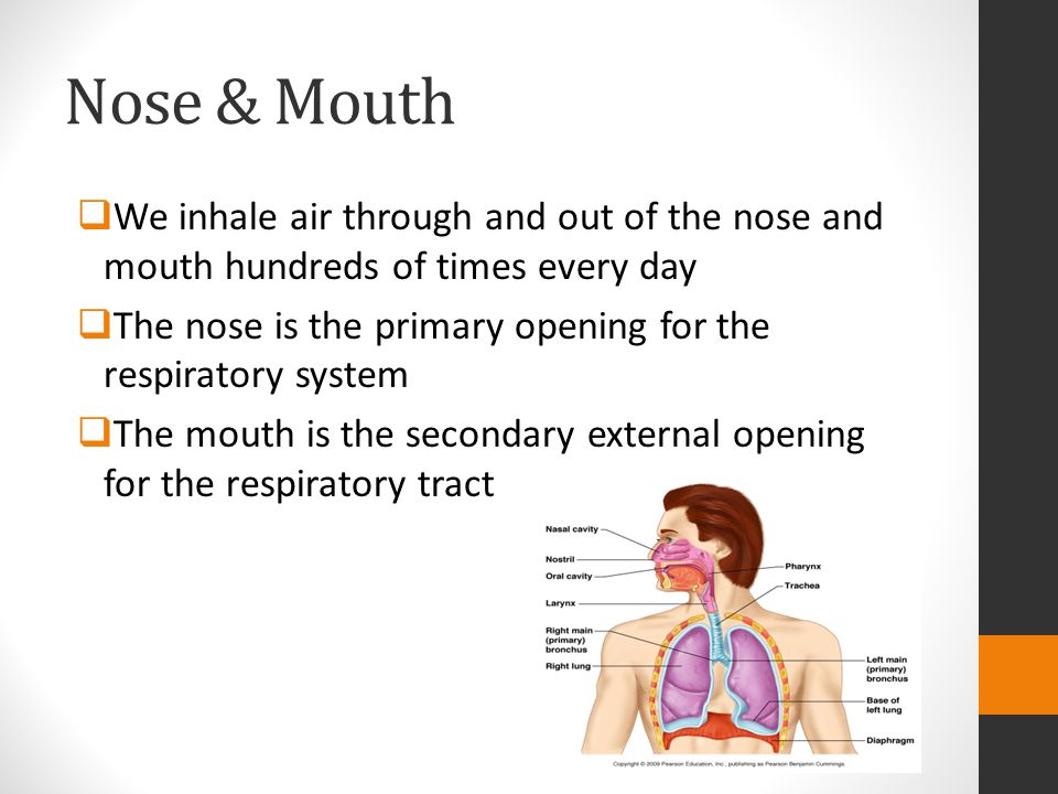 Nose & Mouth We inhale air through and out of the nose and mouth hundreds of times every day.