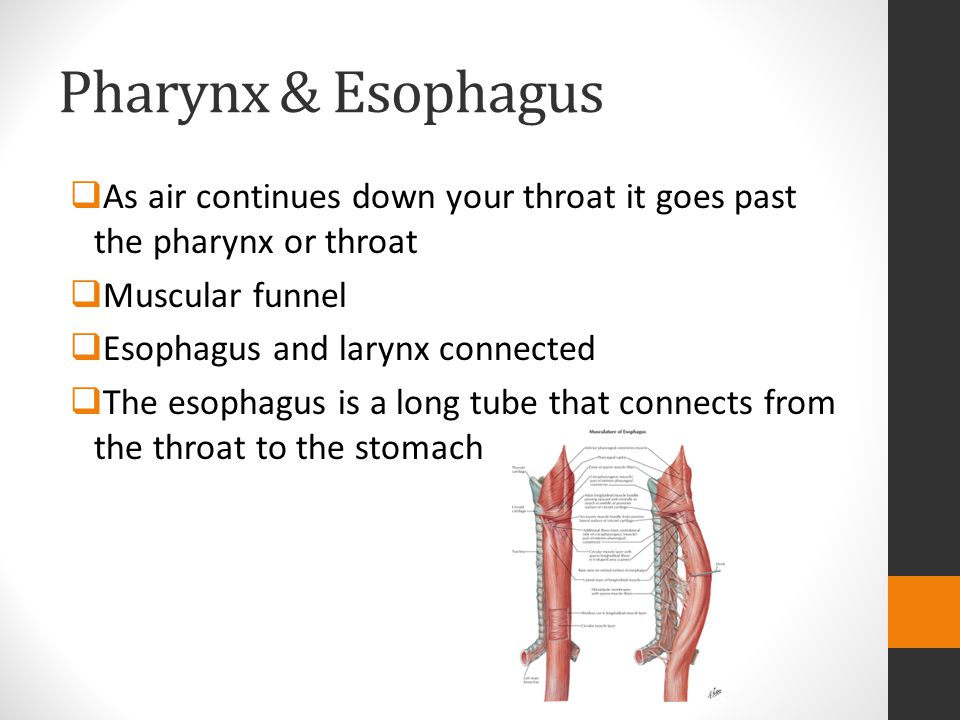 Pharynx & Esophagus As air continues down your throat it goes past the pharynx or throat. Muscular funnel.
