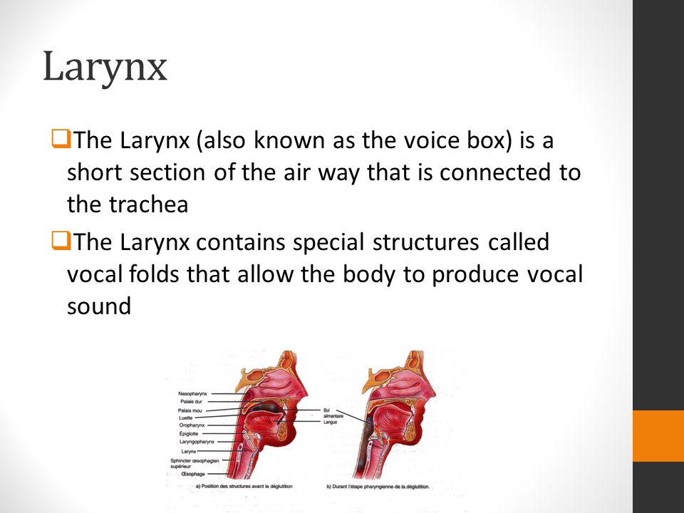 Larynx The Larynx (also known as the voice box) is a short section of the air way that is connected to the trachea.