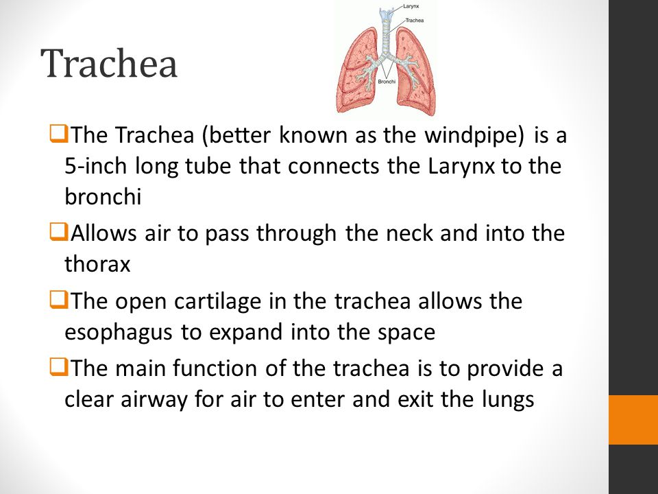 Trachea The Trachea (better known as the windpipe) is a 5-inch long tube that connects the Larynx to the bronchi.