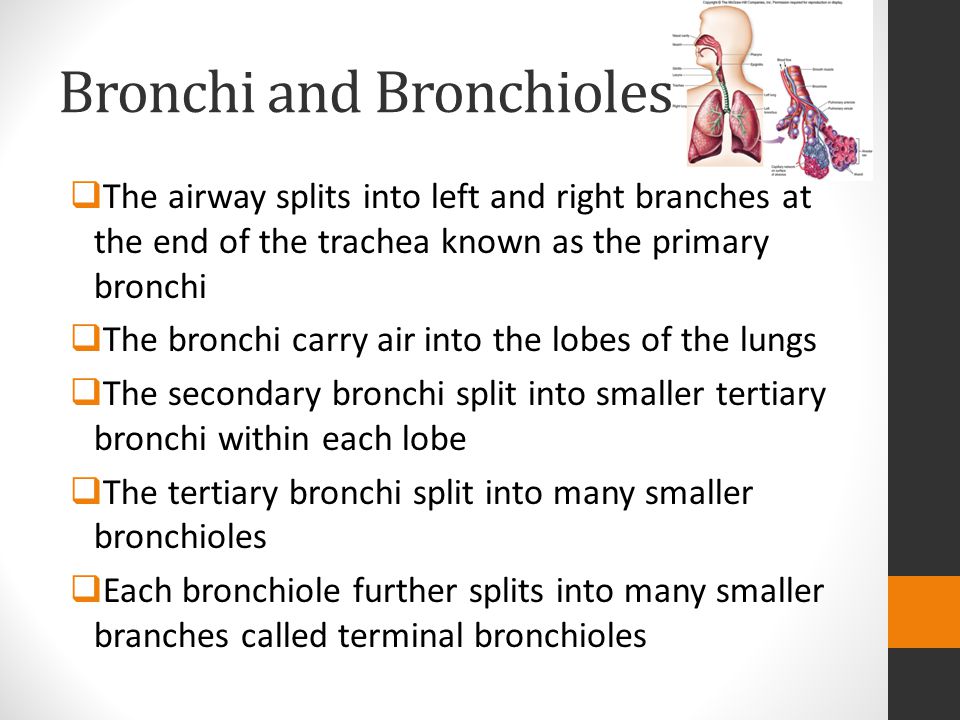 Bronchi and Bronchioles