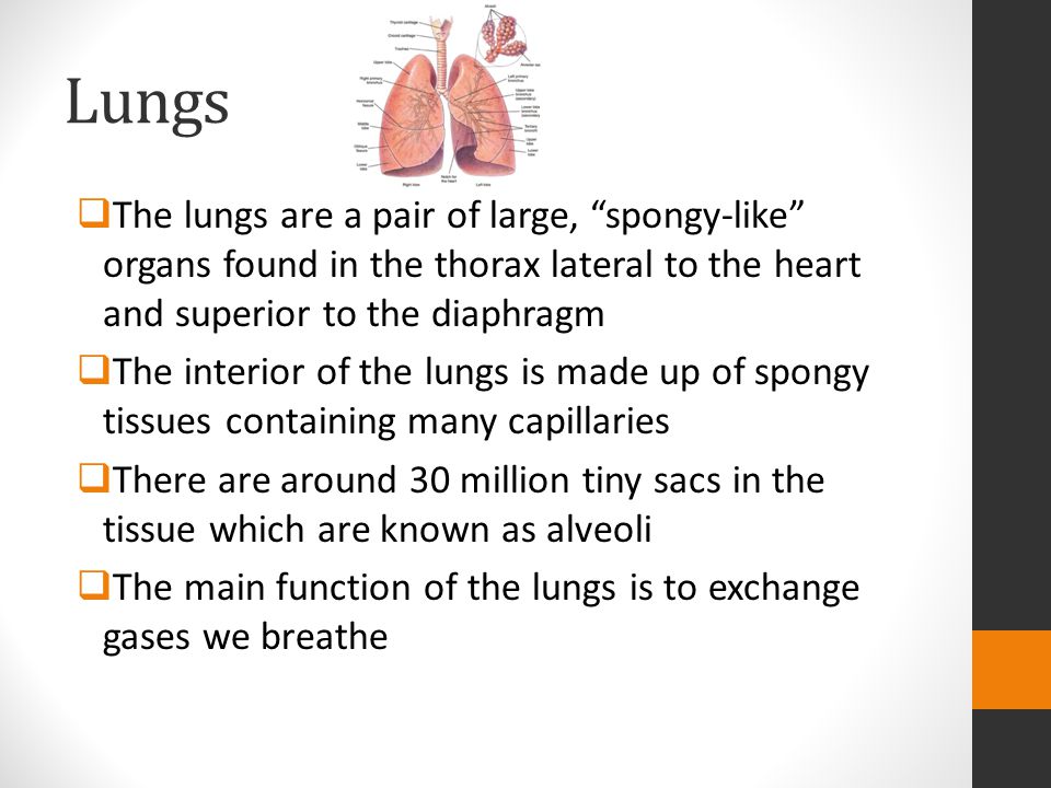 Lungs The lungs are a pair of large, spongy-like organs found in the thorax lateral to the heart and superior to the diaphragm.