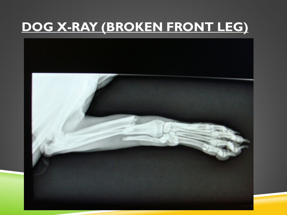 Dog X-ray (Broken front leg)