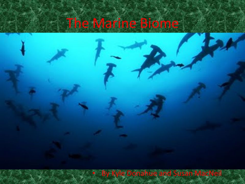 The Marine Biome By Kyle Donahue and Susan MacNeil