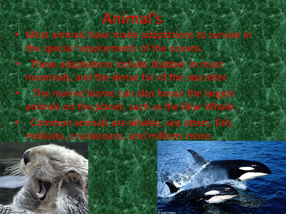 Animal’s Most animals have made adaptations to survive in the special requirements of the oceans.