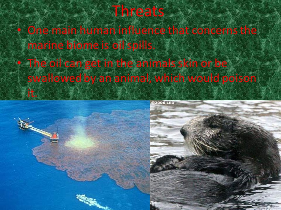 Threats One main human influence that concerns the marine biome is oil spills.