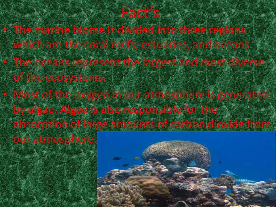 Fact’s The marine biome is divided into three regions which are the coral reefs, estuaries, and oceans.