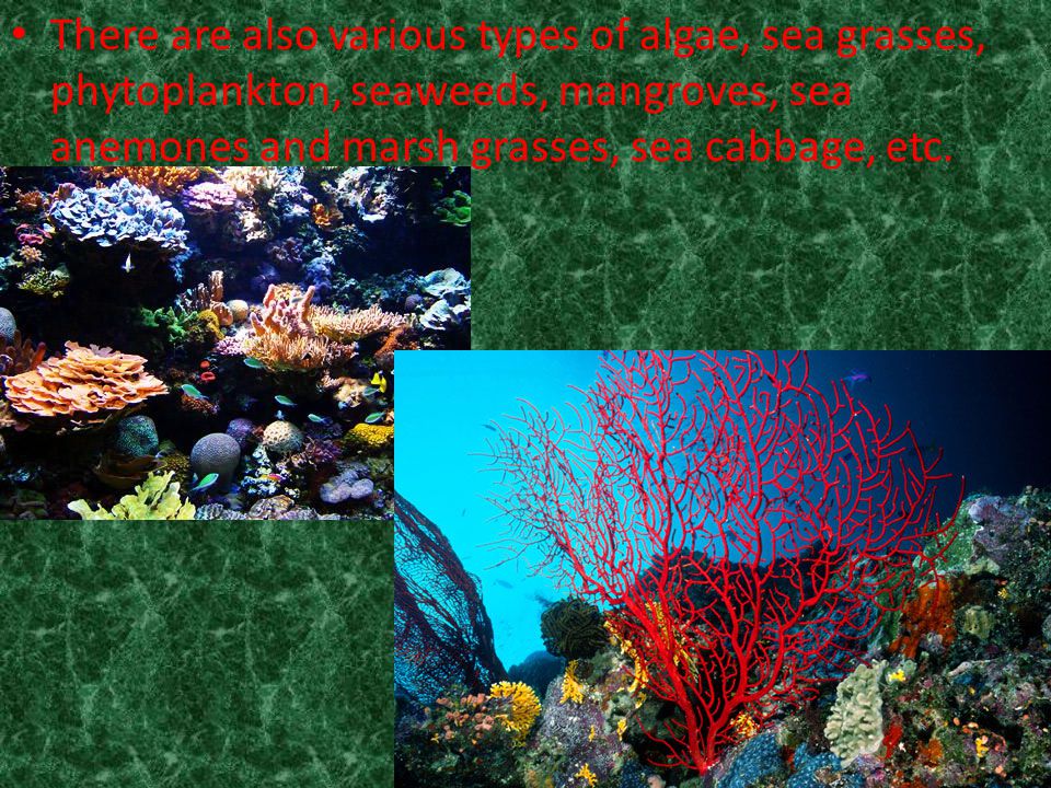 There are also various types of algae, sea grasses, phytoplankton, seaweeds, mangroves, sea anemones and marsh grasses, sea cabbage, etc.