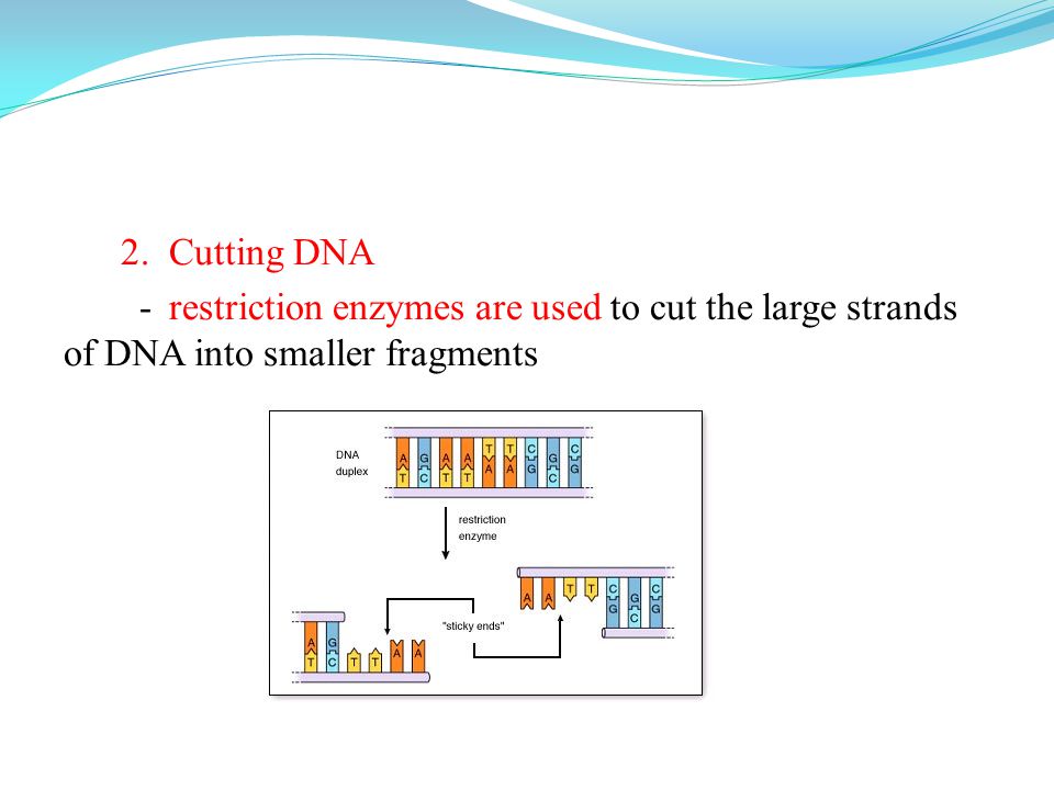 2. Cutting DNA - restriction enzymes are used to cut the large strands of DNA into smaller fragments