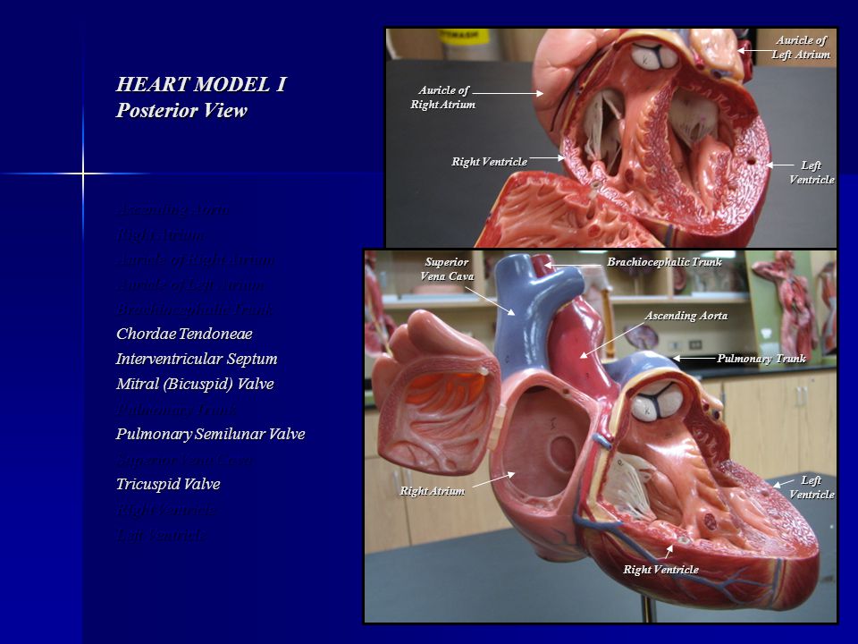 HEART MODEL I Posterior View