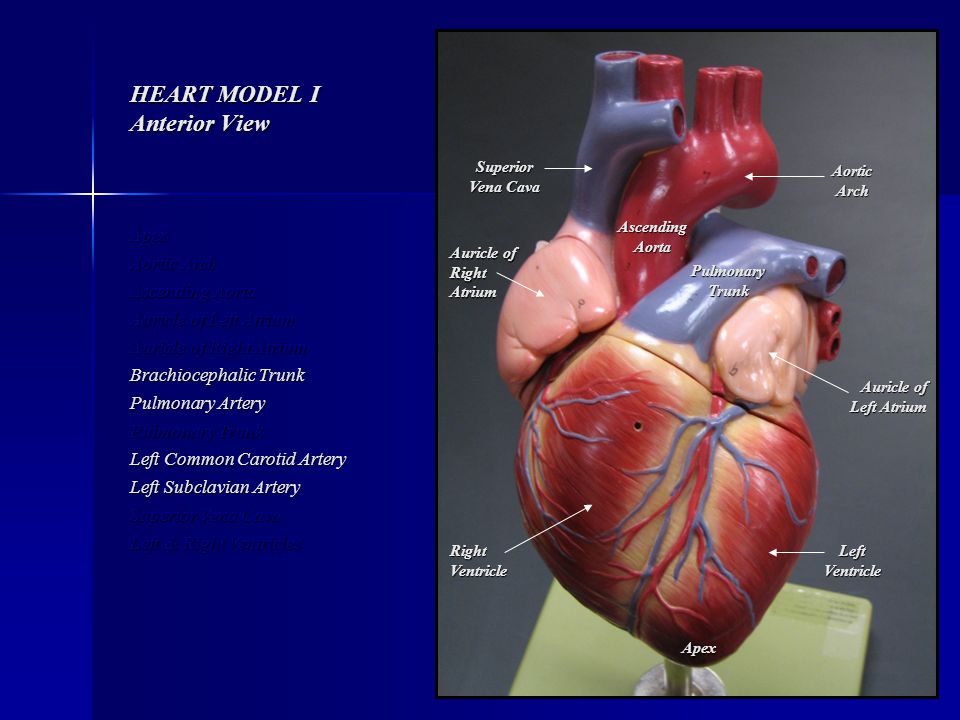 HEART MODEL I Anterior View
