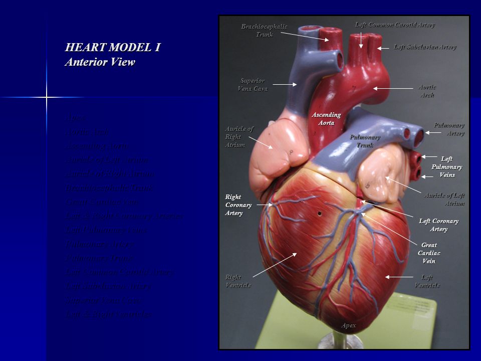 HEART MODEL I Anterior View