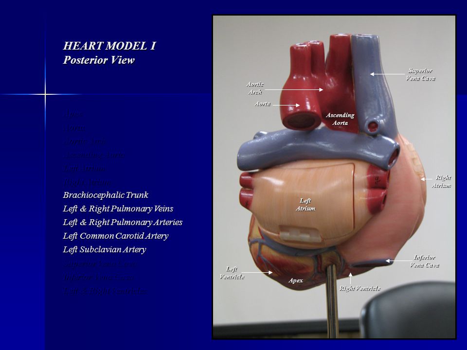 HEART MODEL I Posterior View