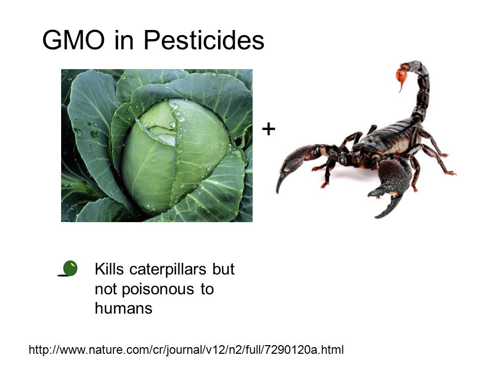 GMO in Pesticides + Kills caterpillars but not poisonous to humans