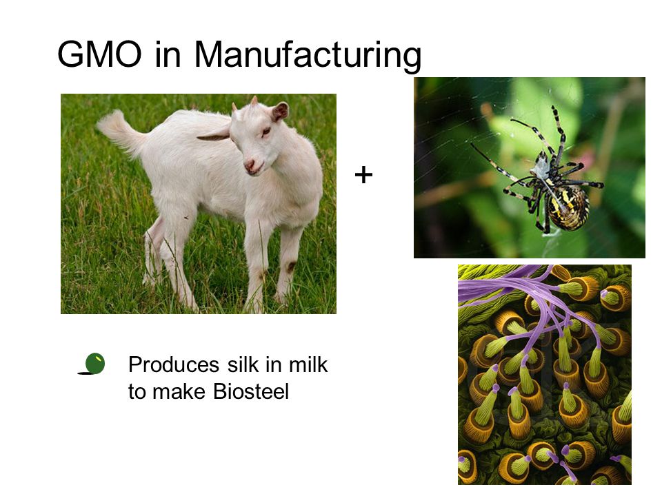 GMO in Manufacturing + Produces silk in milk to make Biosteel