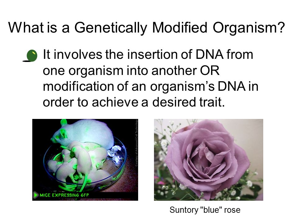 What is a Genetically Modified Organism