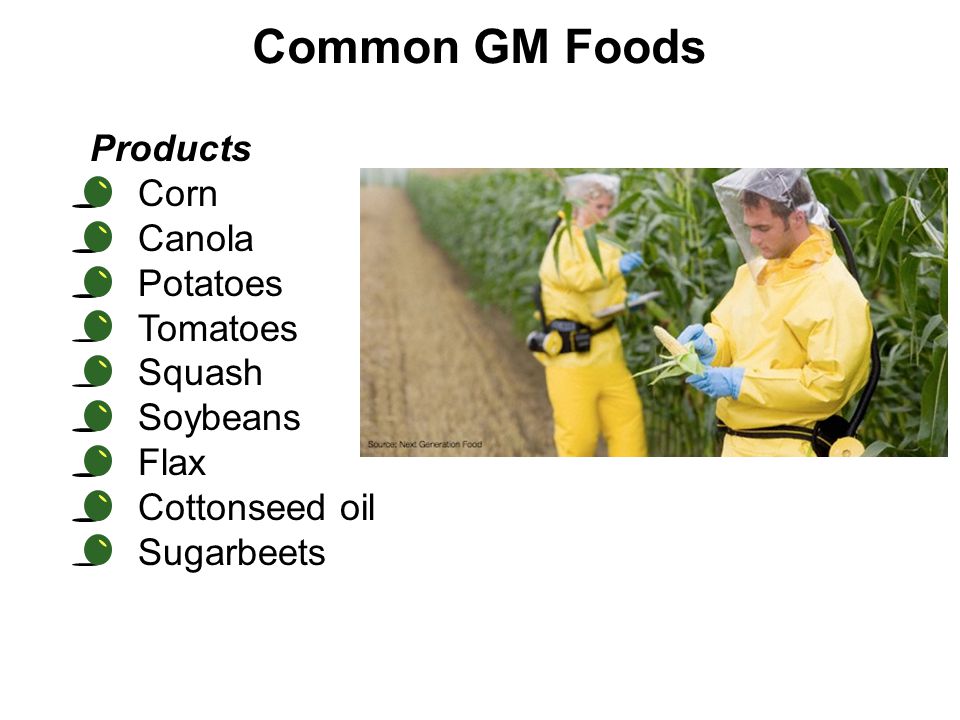 Common GM Foods Products Corn Canola Potatoes Tomatoes Squash Soybeans