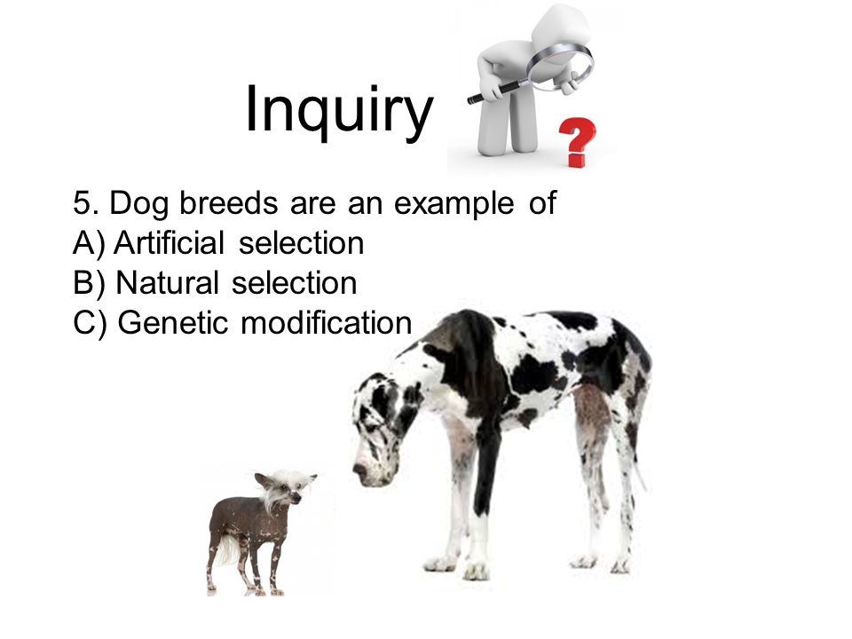 Inquiry 5. Dog breeds are an example of A) Artificial selection