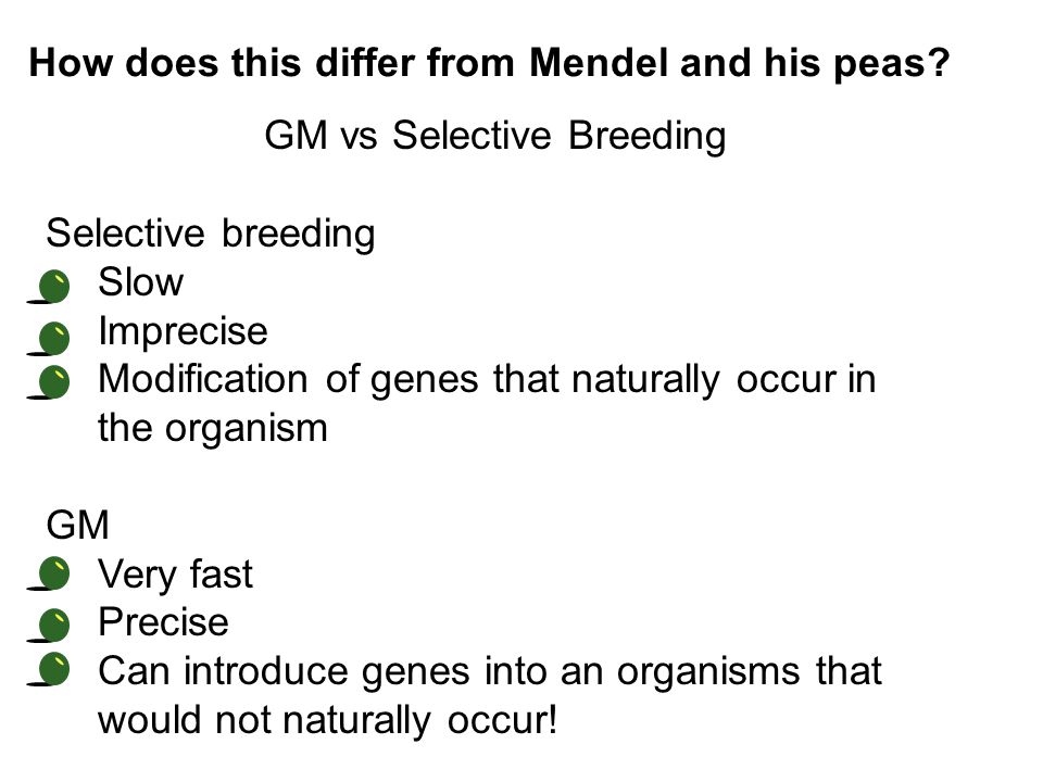 GM vs Selective Breeding