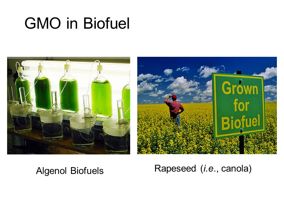 GMO in Biofuel Rapeseed (i.e., canola) Algenol Biofuels