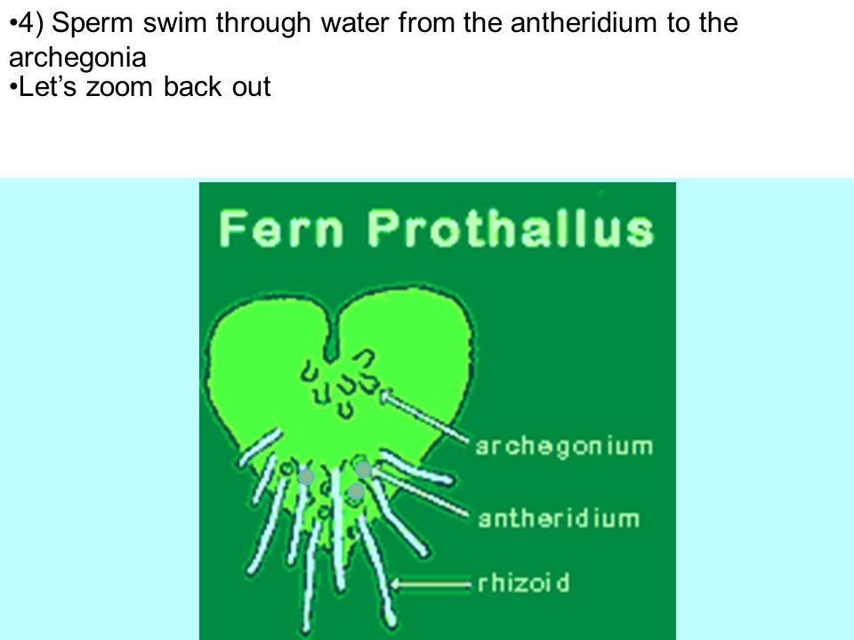 4) Sperm swim through water from the antheridium to the archegonia
