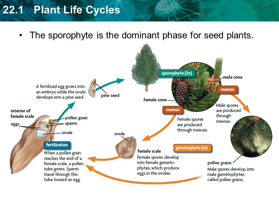 The sporophyte is the dominant phase for seed plants.