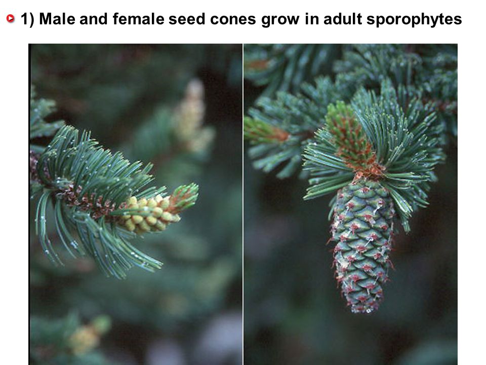 1) Male and female seed cones grow in adult sporophytes