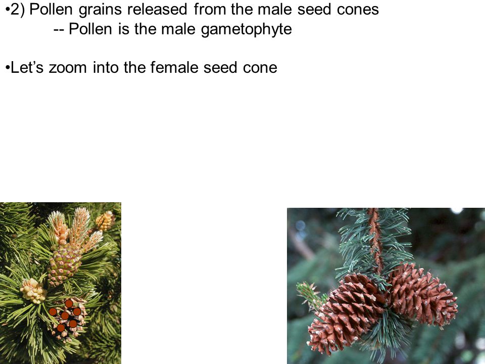 2) Pollen grains released from the male seed cones