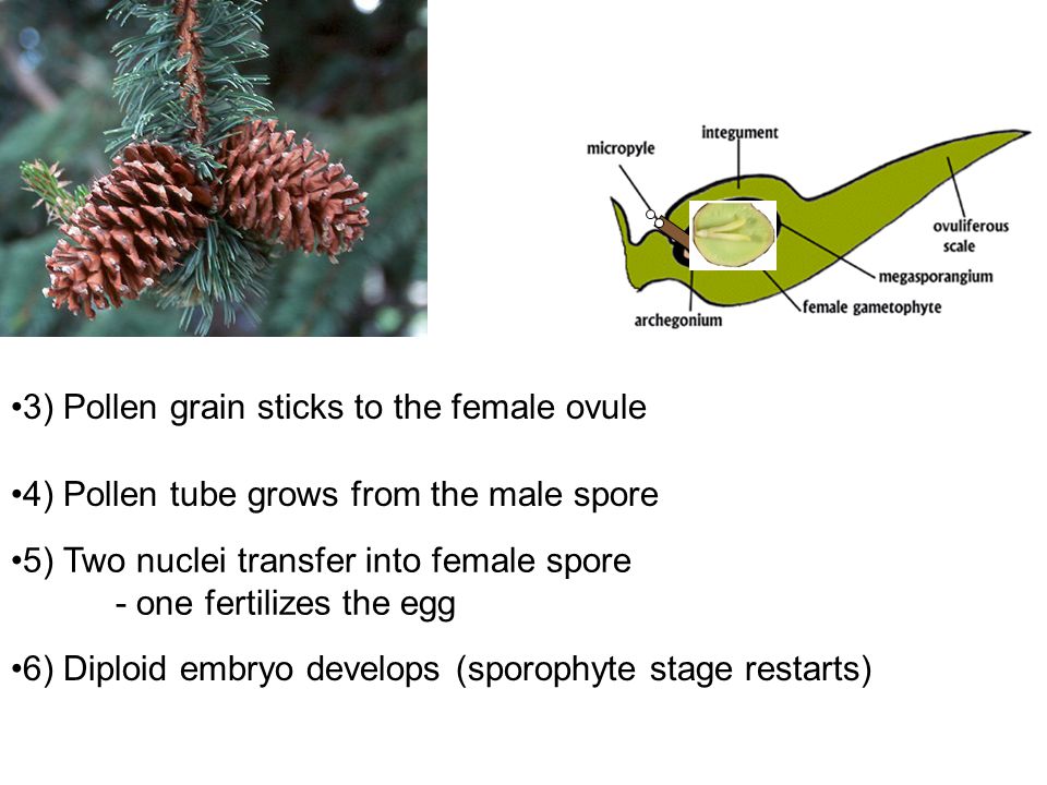 3) Pollen grain sticks to the female ovule
