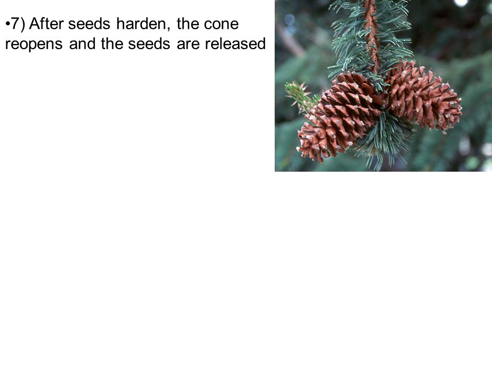 7) After seeds harden, the cone reopens and the seeds are released