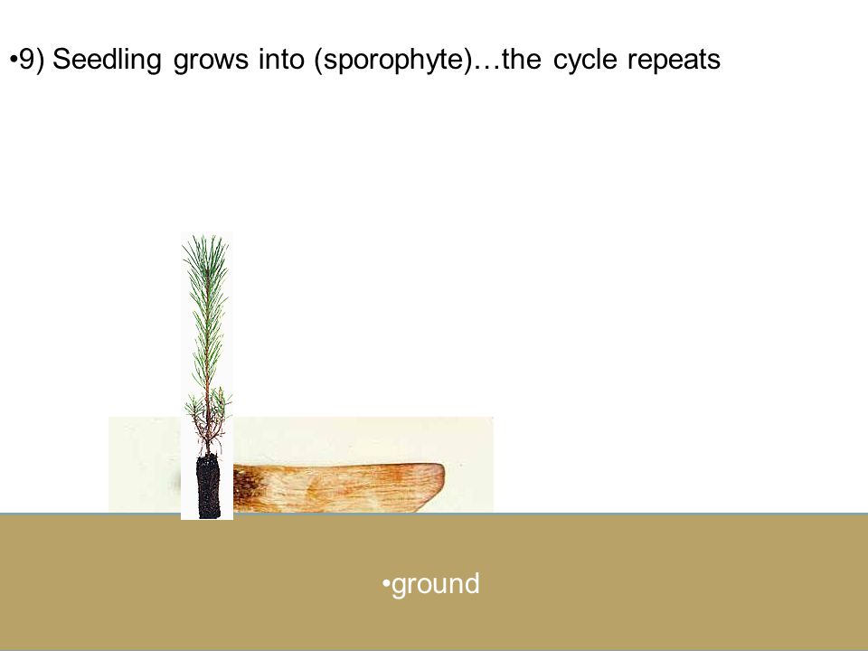 9) Seedling grows into (sporophyte)…the cycle repeats