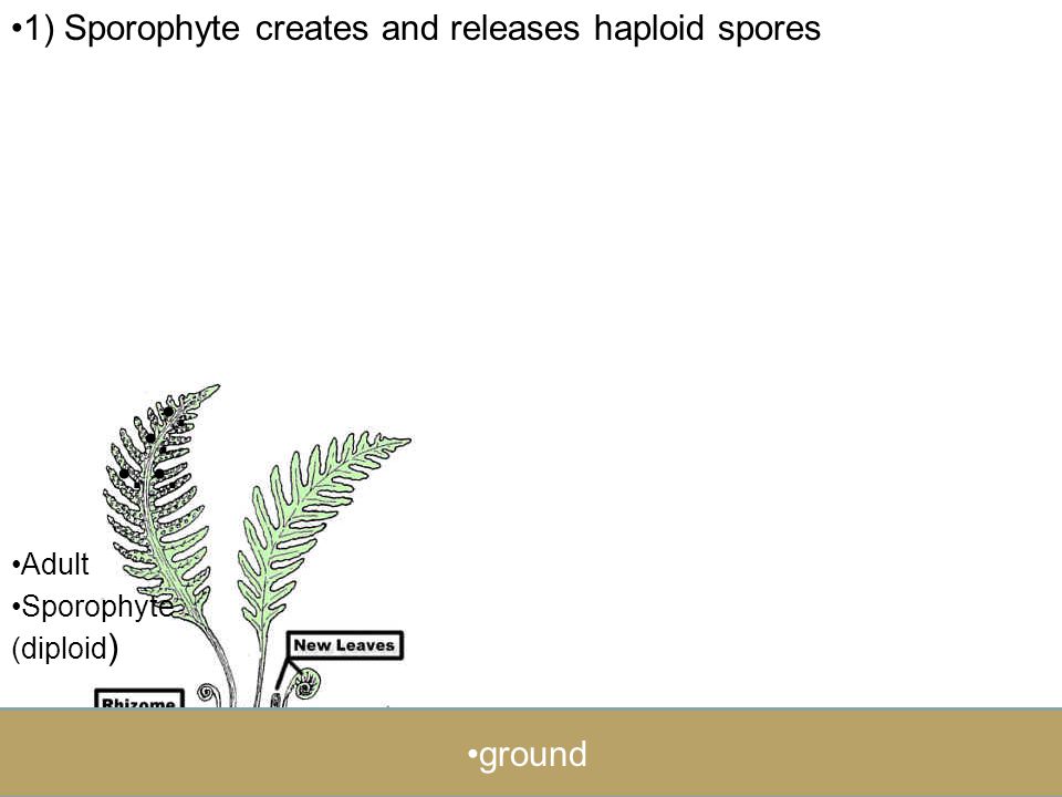 ) Sporophyte creates and releases haploid spores ground Adult