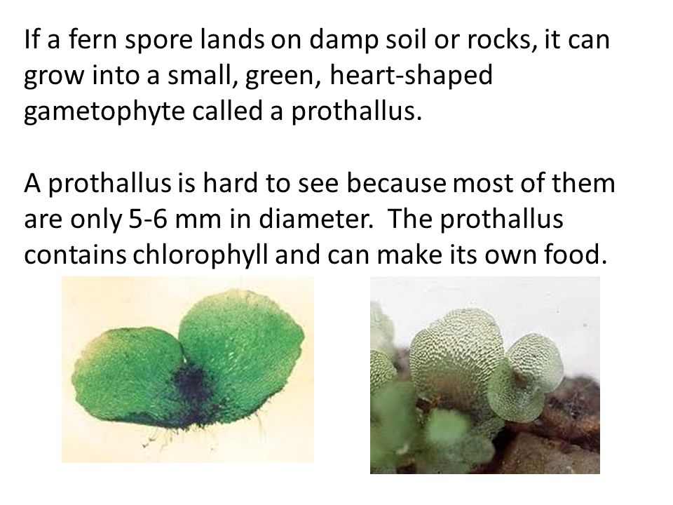 If a fern spore lands on damp soil or rocks, it can grow into a small, green, heart-shaped gametophyte called a prothallus.