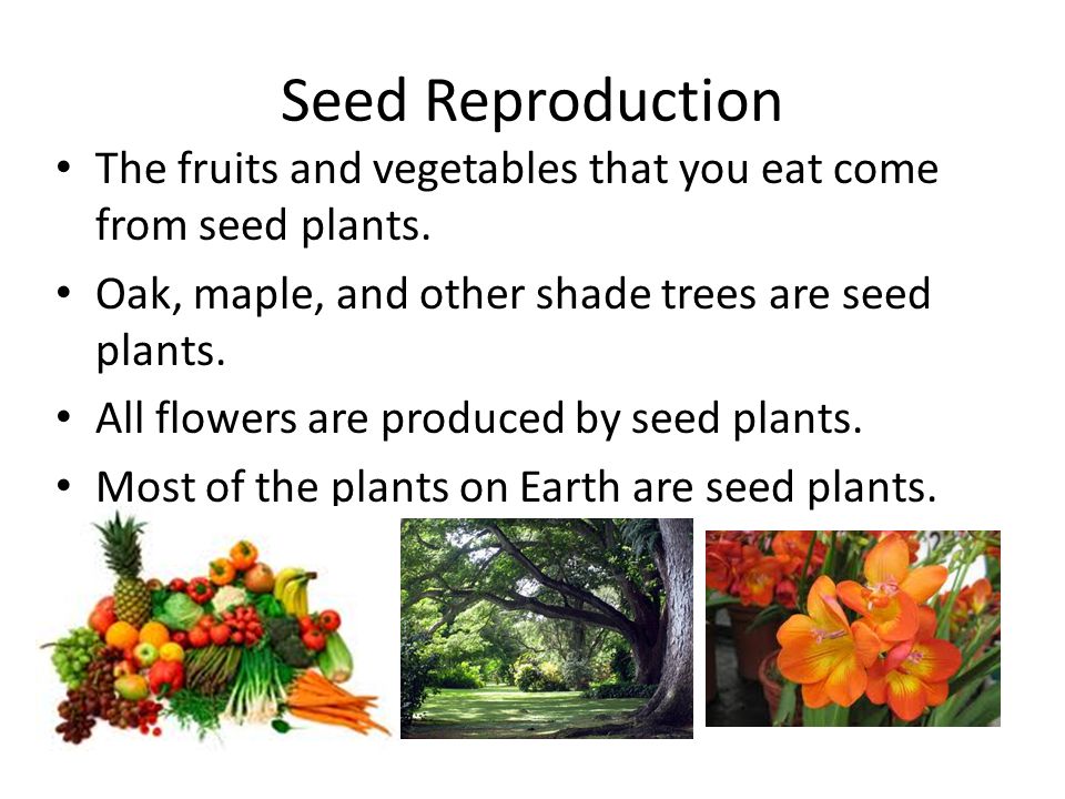 Seed Reproduction The fruits and vegetables that you eat come from seed plants. Oak, maple, and other shade trees are seed plants.