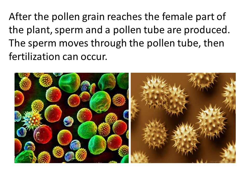 After the pollen grain reaches the female part of the plant, sperm and a pollen tube are produced.