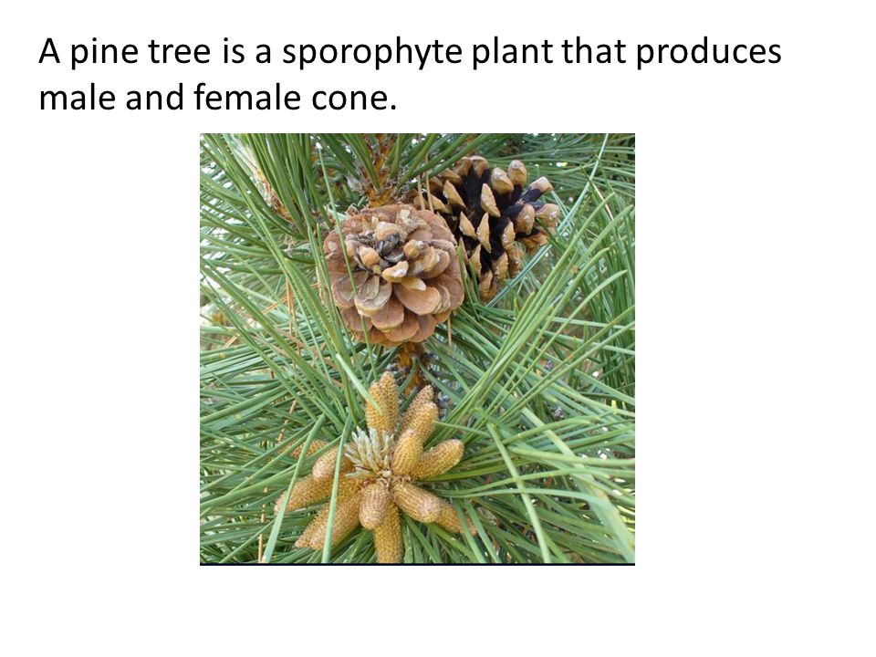 A pine tree is a sporophyte plant that produces male and female cone.